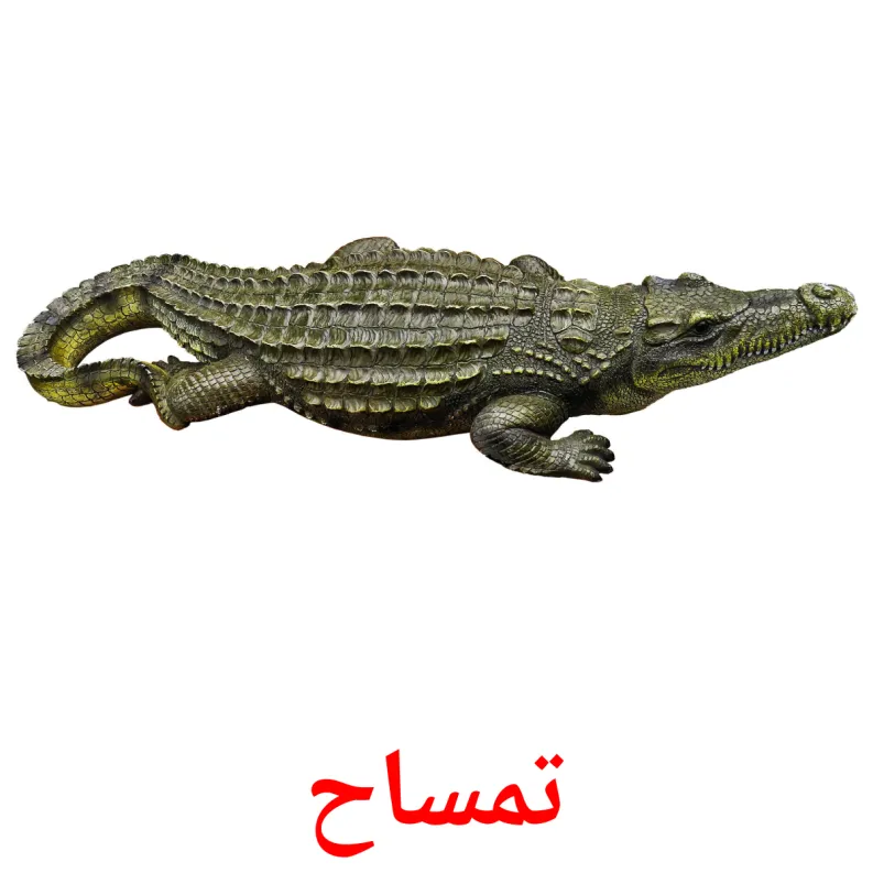 21 FREE Pashto Animals Flashcards | PDF