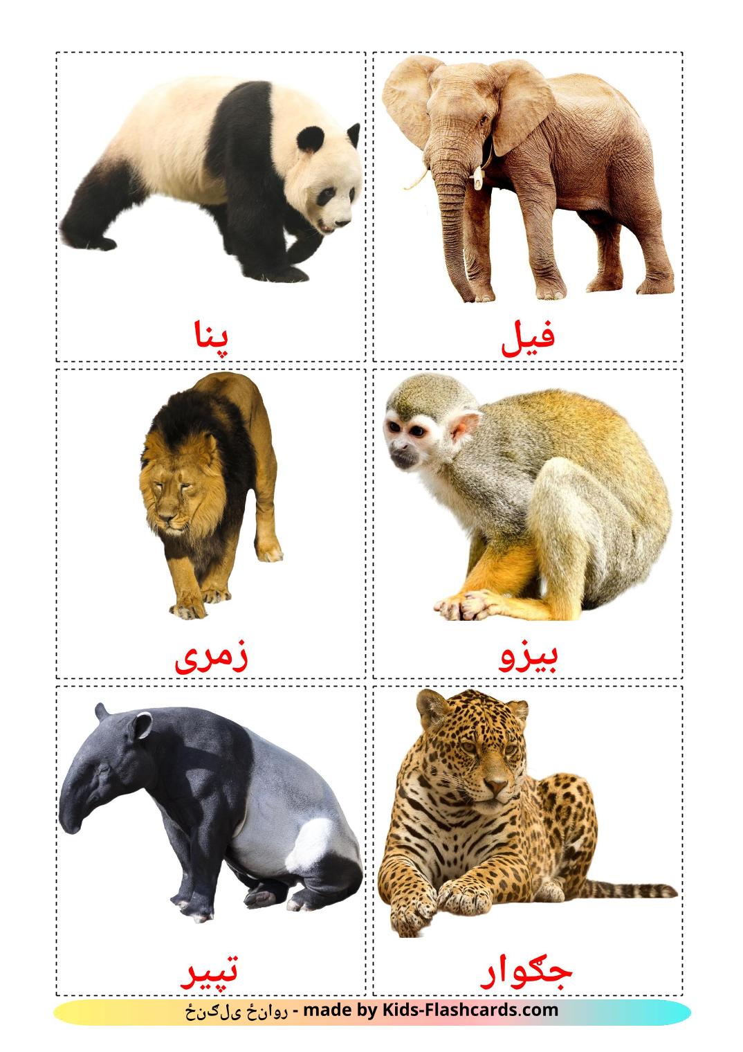 Jungle animals - 21 Free Printable pashto Flashcards 
