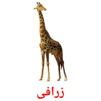 زرافی picture flashcards