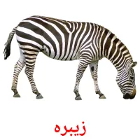 زیبره picture flashcards