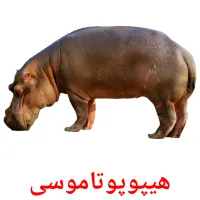 هیپوپوتاموسی picture flashcards