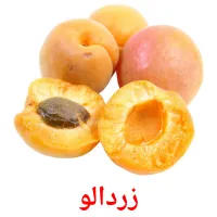 زردالو picture flashcards