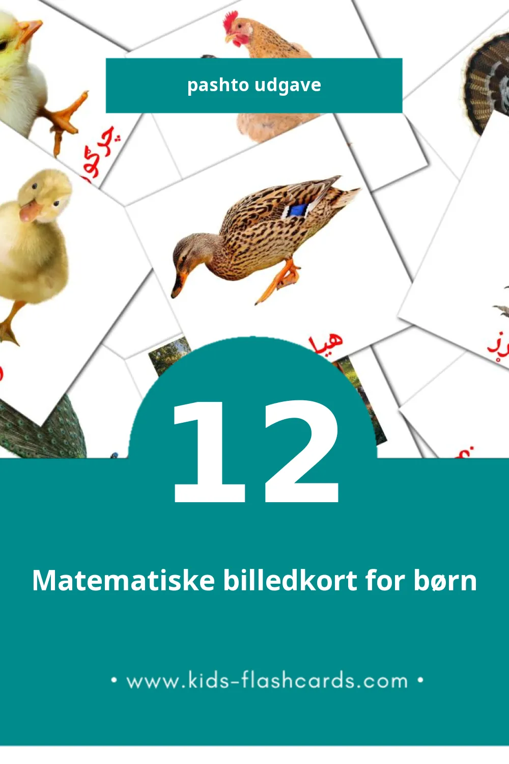 Visuelle billedkort for børn om مرغان til småbørn (12 kort på Pashto)