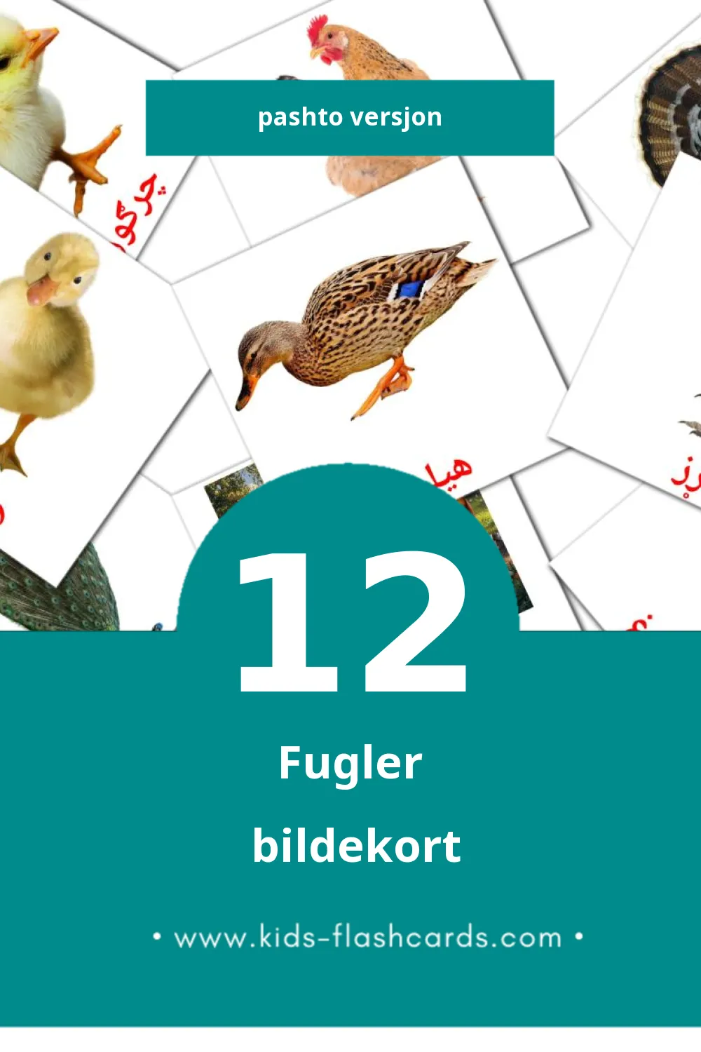 Visuelle مرغان bildekort for småbarn (12 kort på Pashto)