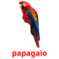 papagaio cartões com imagens