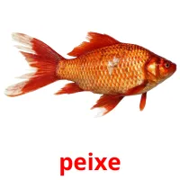 peixe cartões com imagens