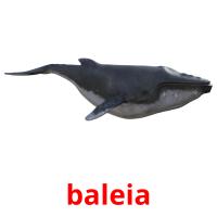 baleia flashcards illustrate