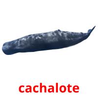 cachalote picture flashcards