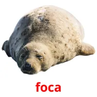 foca cartões com imagens