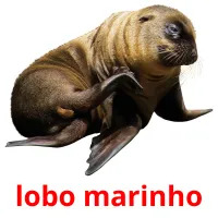 lobo marinho cartões com imagens