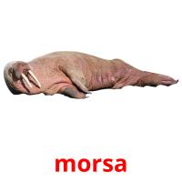 morsa picture flashcards