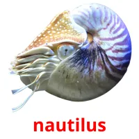 nautilus cartões com imagens