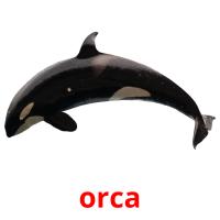 orca picture flashcards