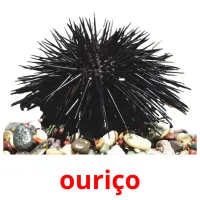 ouriço cartões com imagens