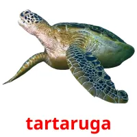 tartaruga cartões com imagens