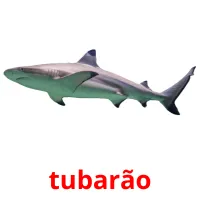 tubarão cartões com imagens