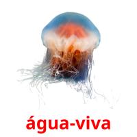 água-viva flashcards illustrate