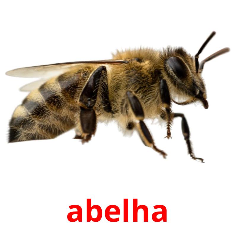 abelha picture flashcards