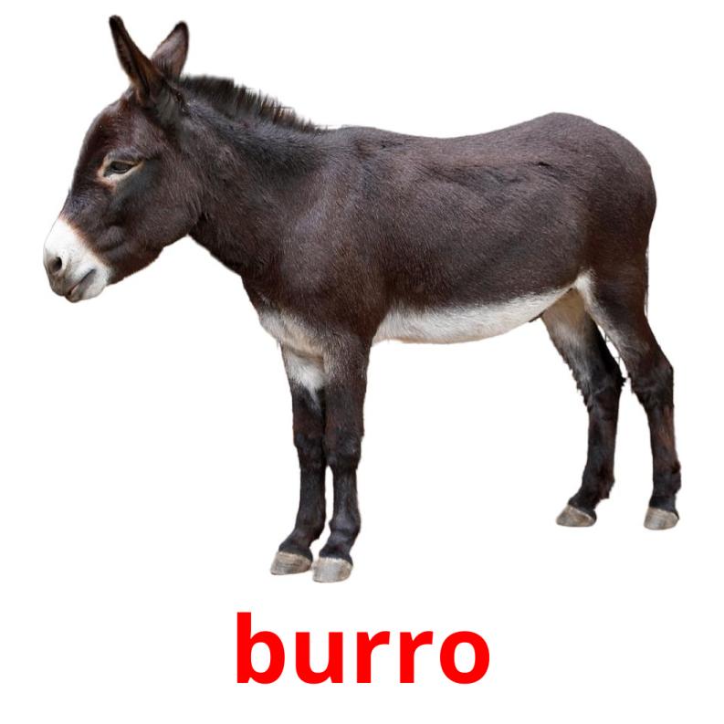 burro Tarjetas didacticas