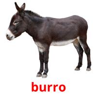 burro Bildkarteikarten