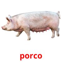 porco flashcards illustrate