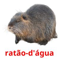 ratão-d'água карточки энциклопедических знаний