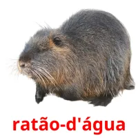 ratão-d'água Tarjetas didacticas