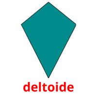 deltoide picture flashcards