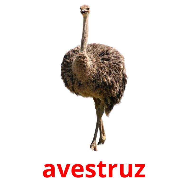 avestruz Tarjetas didacticas