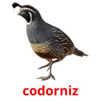 codorniz card for translate