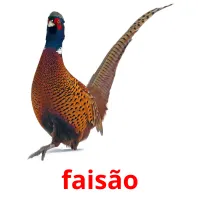 faisão cartões com imagens