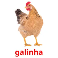 galinha cartões com imagens