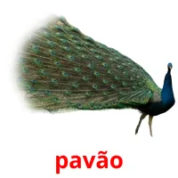 pavão cartões com imagens