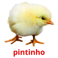 pintinho cartões com imagens