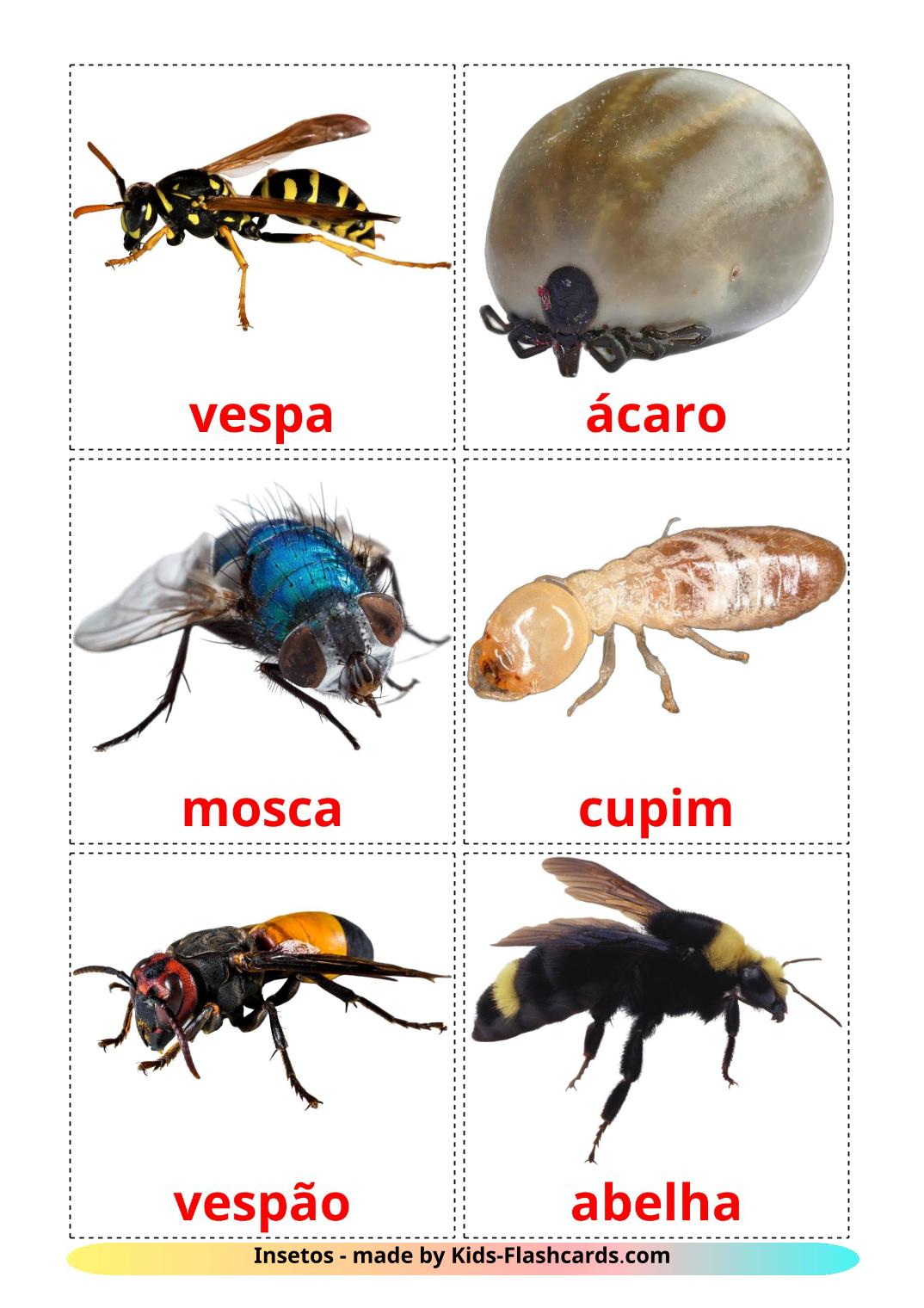 Insects - 23 Free Printable portuguese Flashcards 