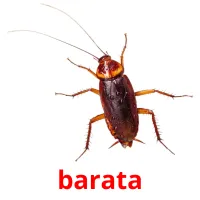 barata cartes flash