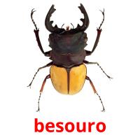besouro flashcards illustrate