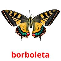 borboleta picture flashcards