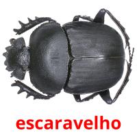 escaravelho flashcards illustrate