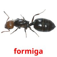 formiga picture flashcards
