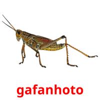gafanhoto picture flashcards