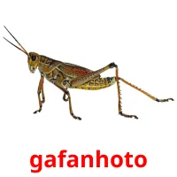 gafanhoto cartes flash