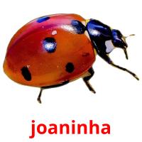 joaninha picture flashcards