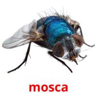 mosca flashcards illustrate
