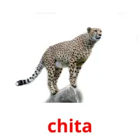 chita cartões com imagens