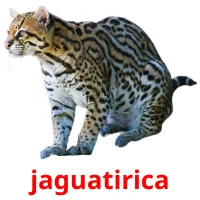 jaguatirica cartões com imagens