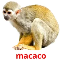 macaco cartões com imagens