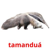 tamanduá picture flashcards