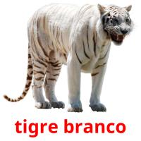 tigre branco card for translate
