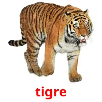 tigre cartões com imagens